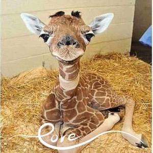 Meet your Posher, Nancy oteri